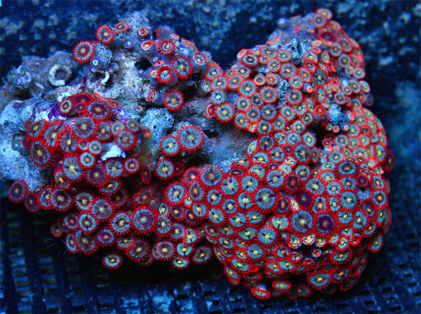 Fire and Ice Zoanthids FULL COLONY WYSIWYG