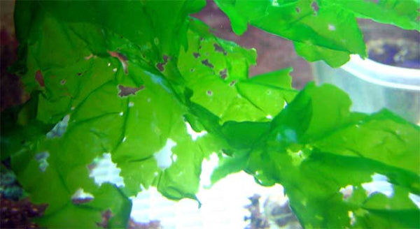 Ulva Sea Lettuce