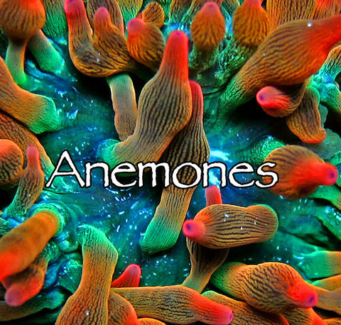Anemones WYSIWYG