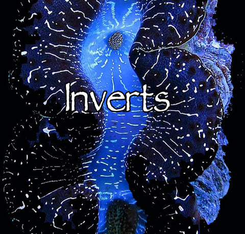 Inverts