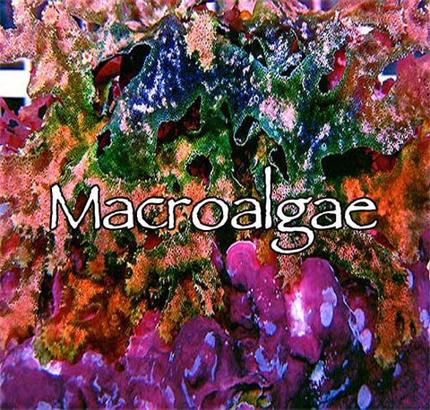 Macroalgae