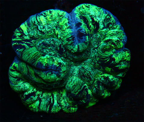 Kryptonite Wellsophyllia 5"