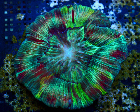 Green Rainbow Wellsophyllia 5" WYSIWYG