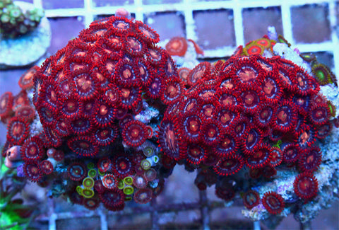 Red Hots Zoanthids FULL COLONY WYSIWYG