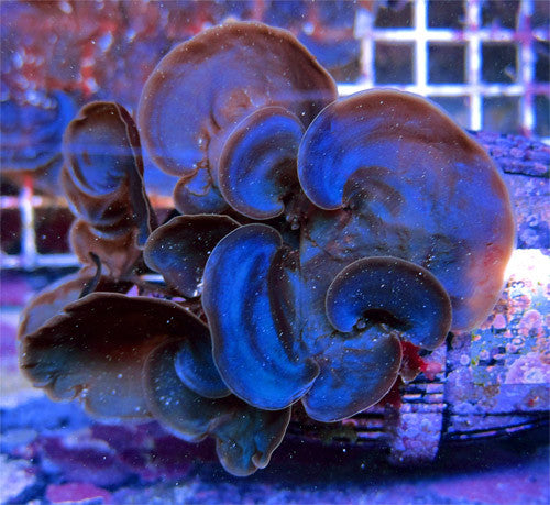 Blue Scroll Macroalgae