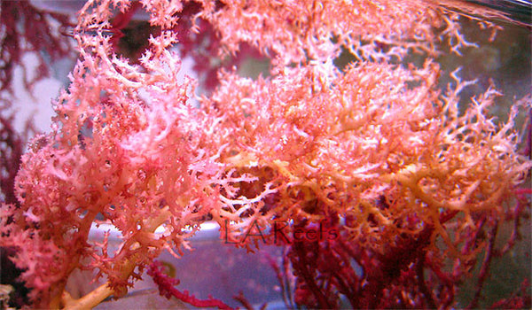 Cherry Tree Macroalgae