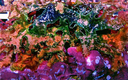 Lucky Metallic Color Shifting Macroalgae 1"