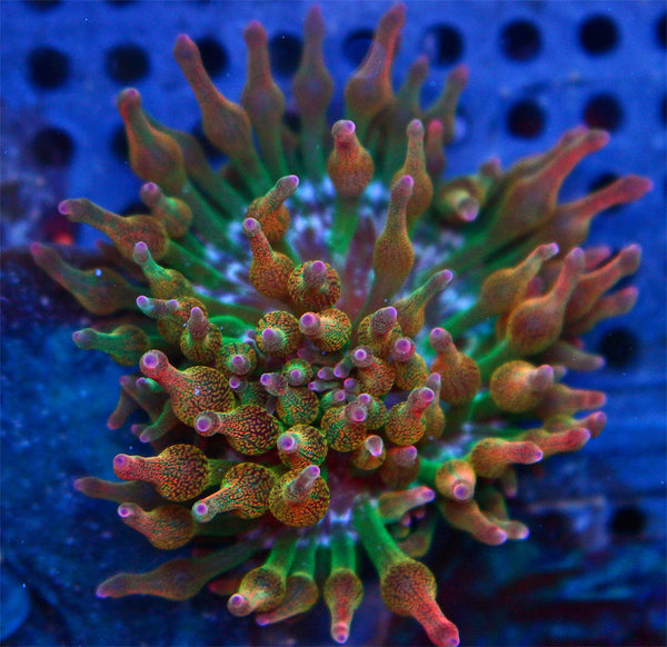 Gold Rush Bubble Tip Anemone WYSIWYG 2"