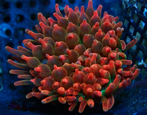 Pink Rainbow Lemonade Bubble Tip Anemone WYSIWYG 3"