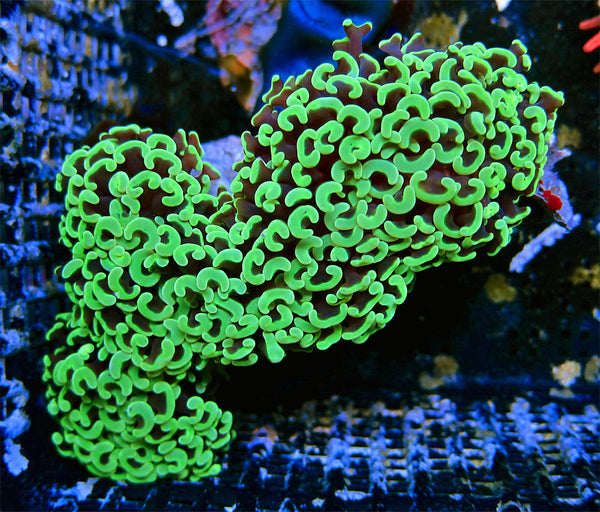 Toxic Avenger Hammer 6"