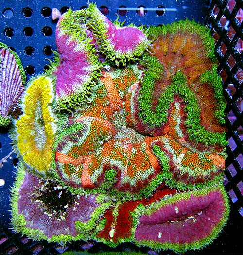 Maxi Mini Carpet Anemone 3 Pack