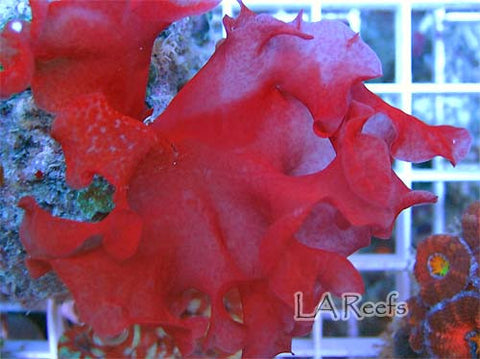 Rose Petal Macroalgae 1"