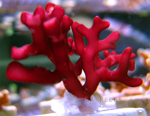 Rare Red Branching Macro Algae