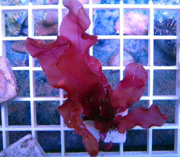 Red Blade Macroalgae 1"