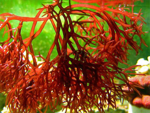 Red Gracilaria 3-4 Inch Bush Floridian (Tang Safe)